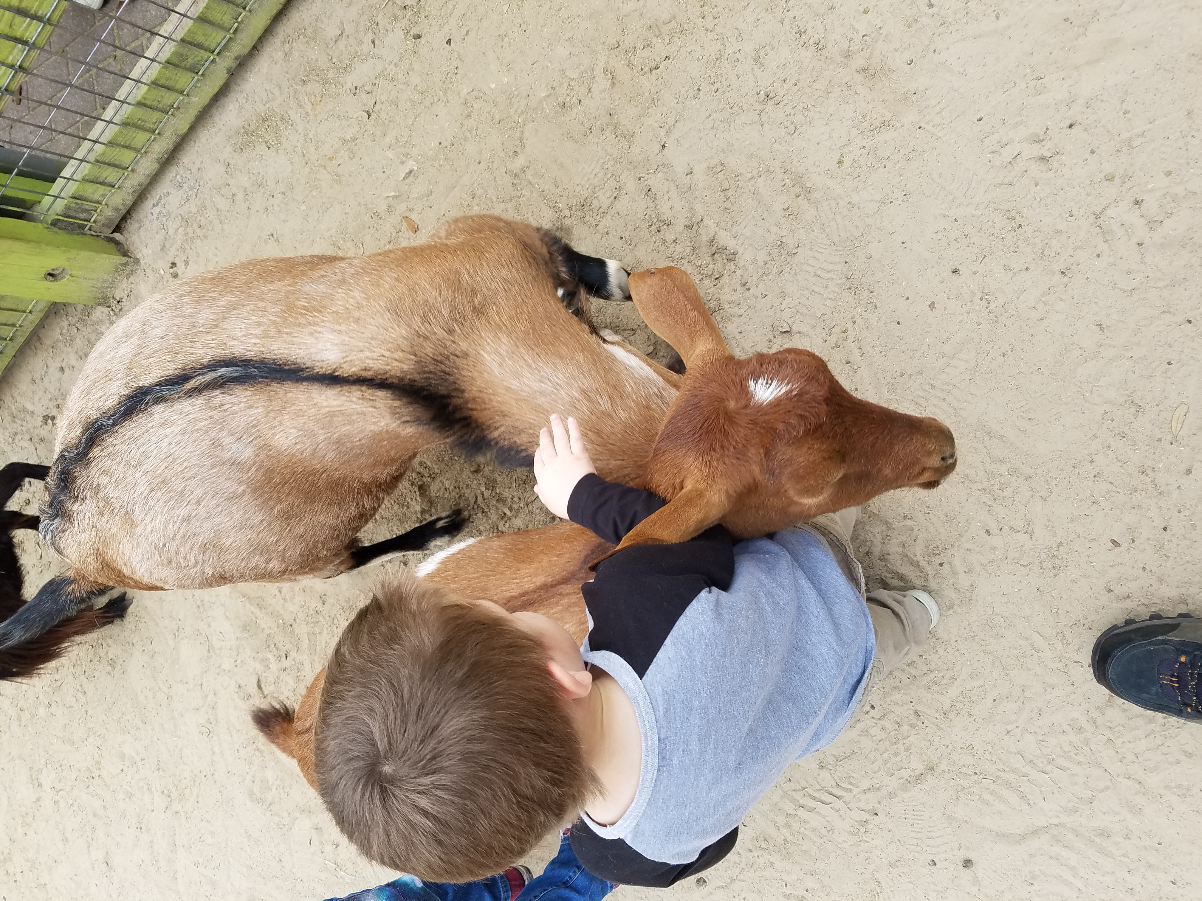 Aden at the petting zoo area at Busch Gardens in Tampa.