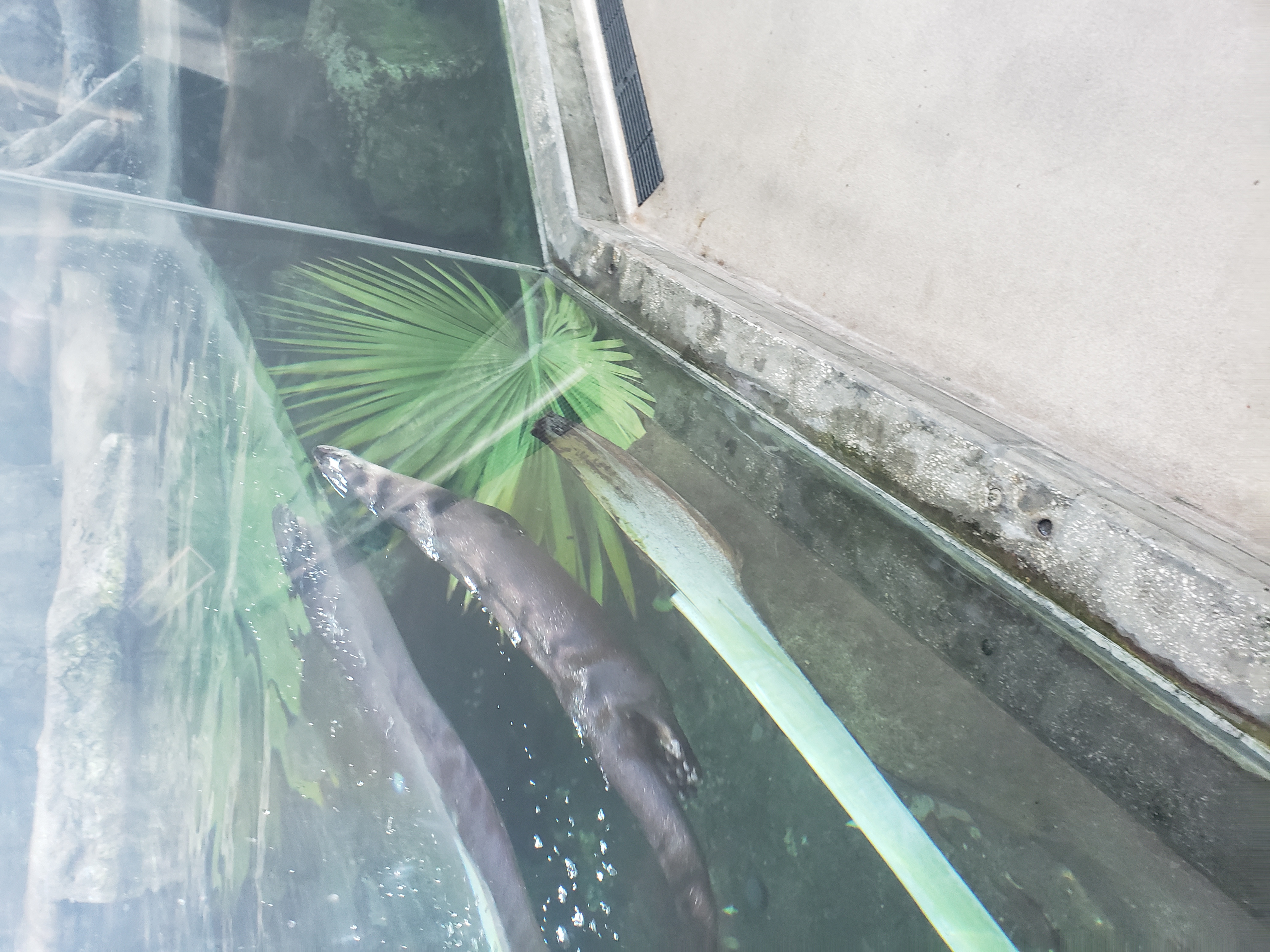A memory from a Tampa aquarium visit during Robert's recovery in 2019