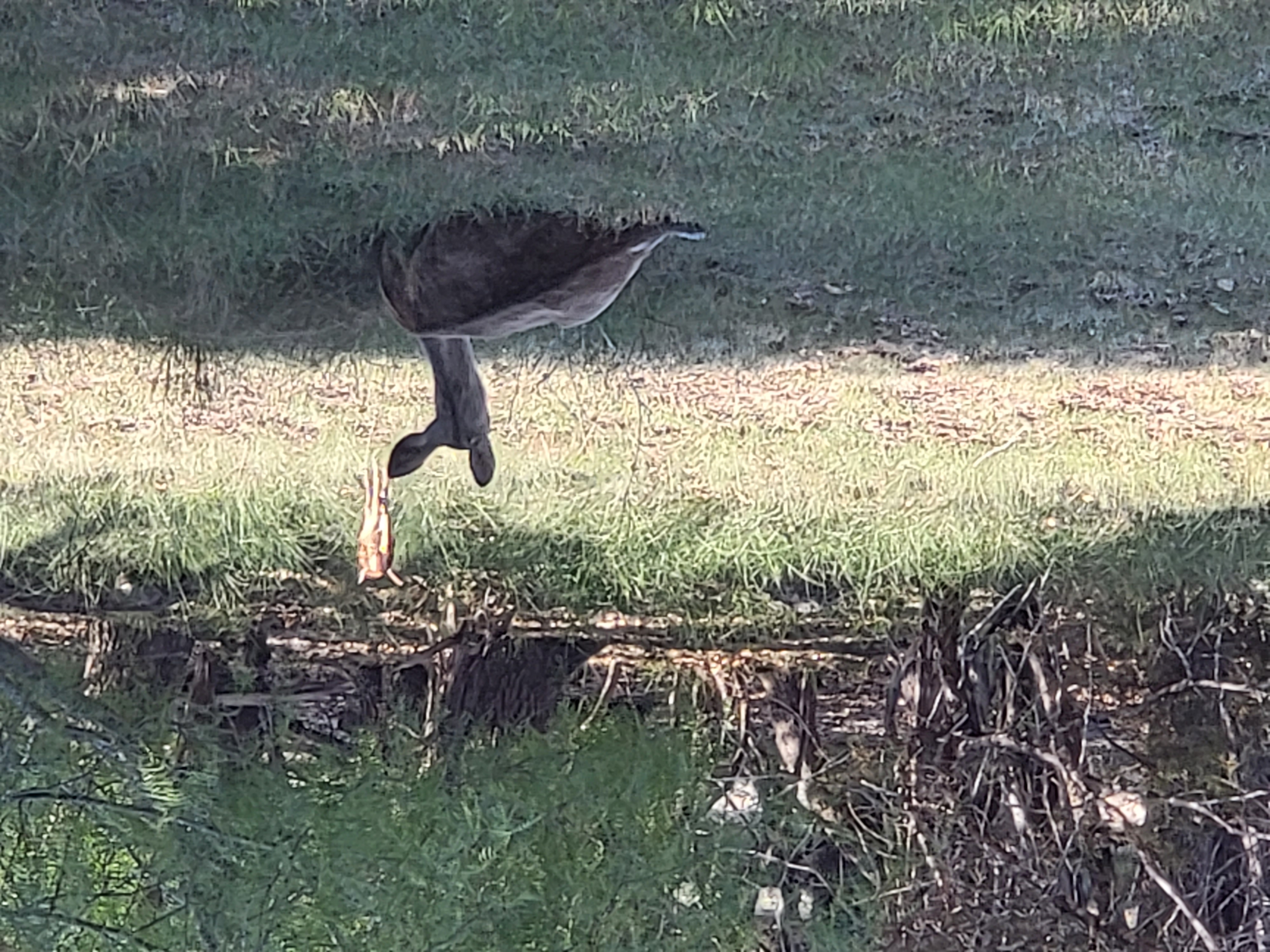 Wildlife near the door in Bandera County, Texas.