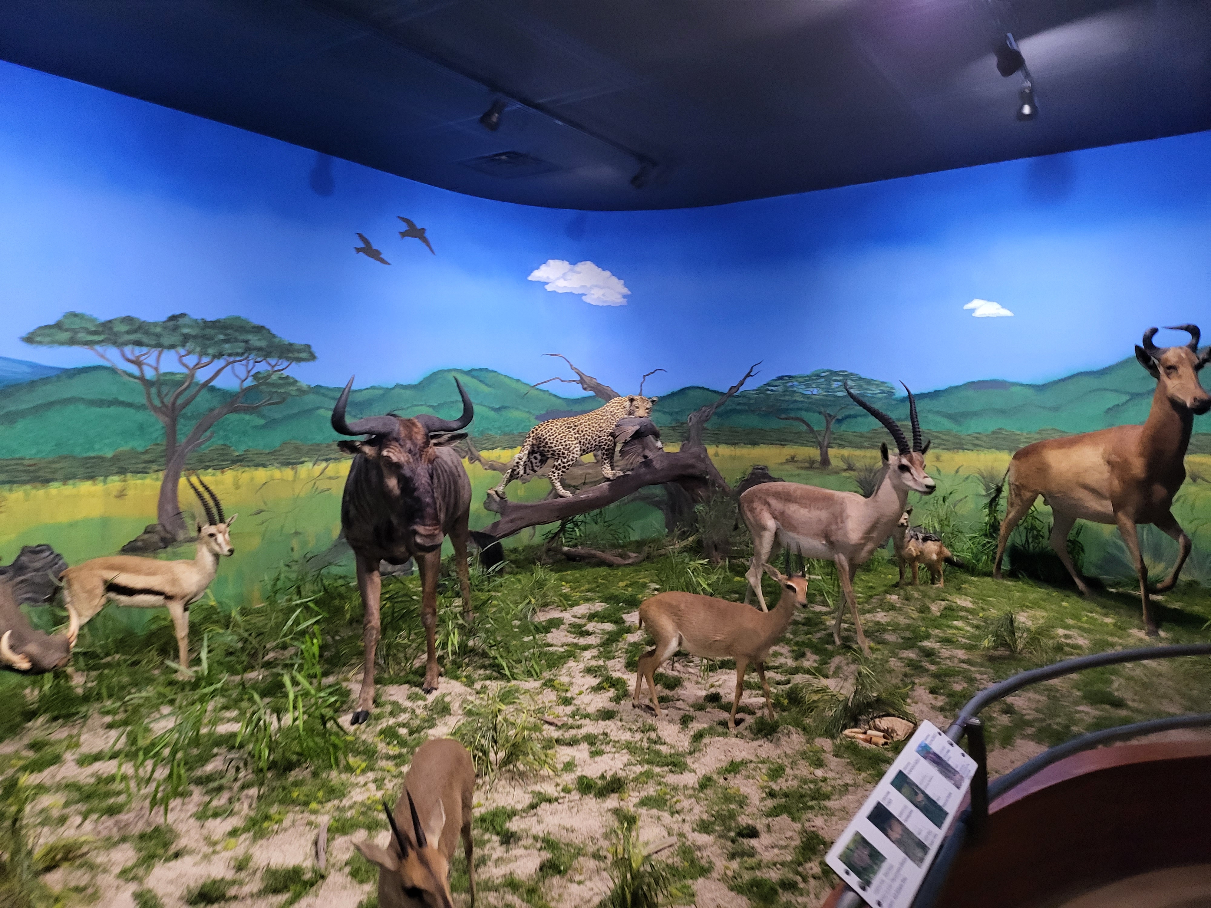 A natural history museum display in Bandera, Texas.