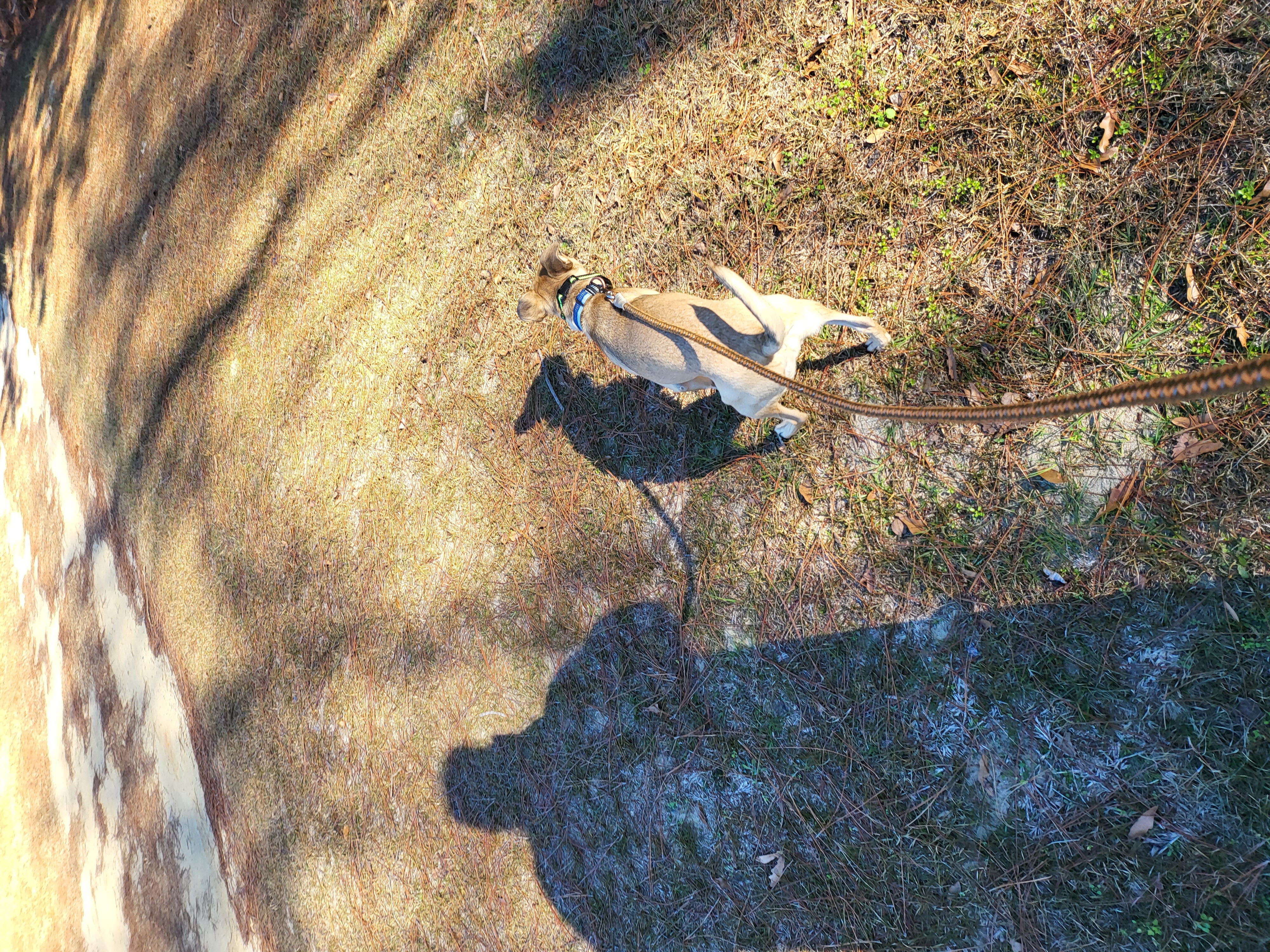 Cookie, Aden's dog, in a photo sent to Aden while he was visiting his mother.