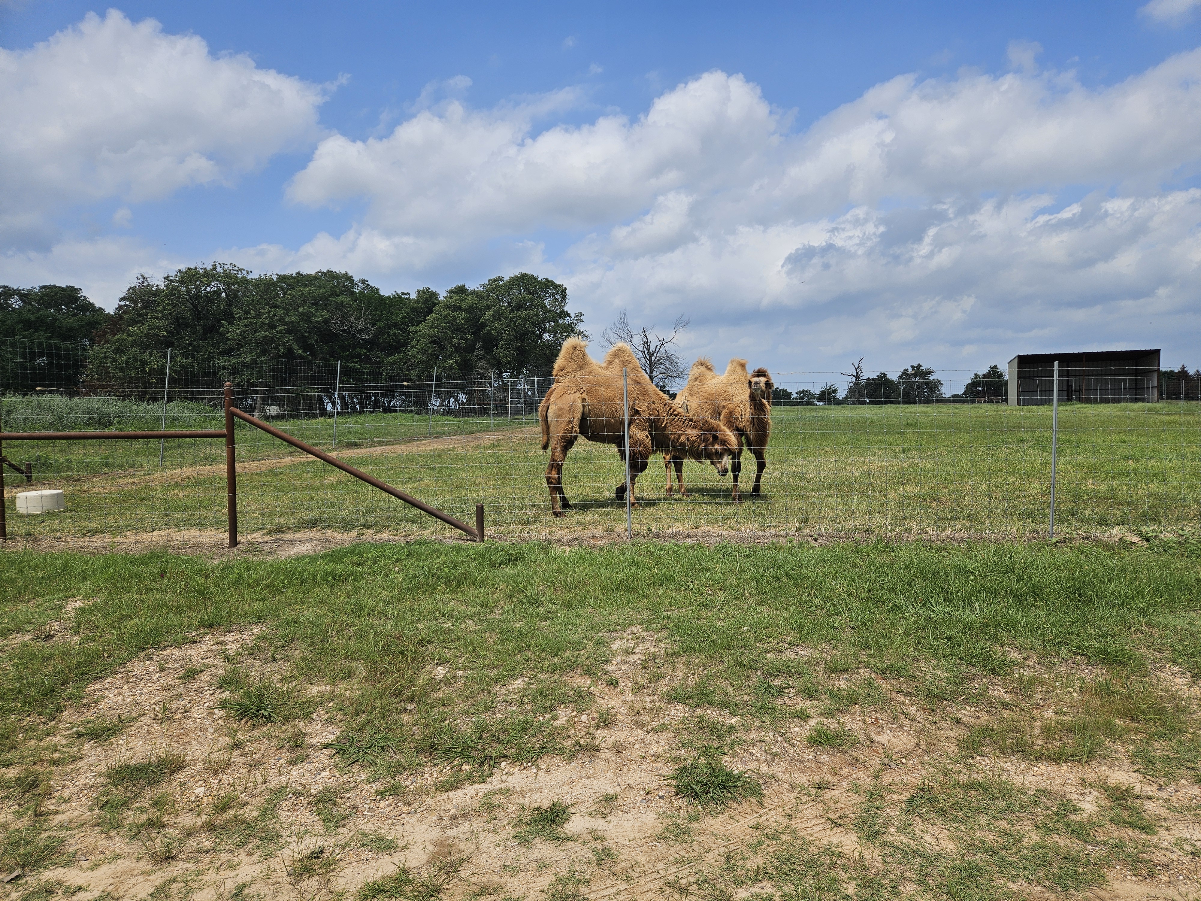 A camel farm visit in Brazos County, Texas.