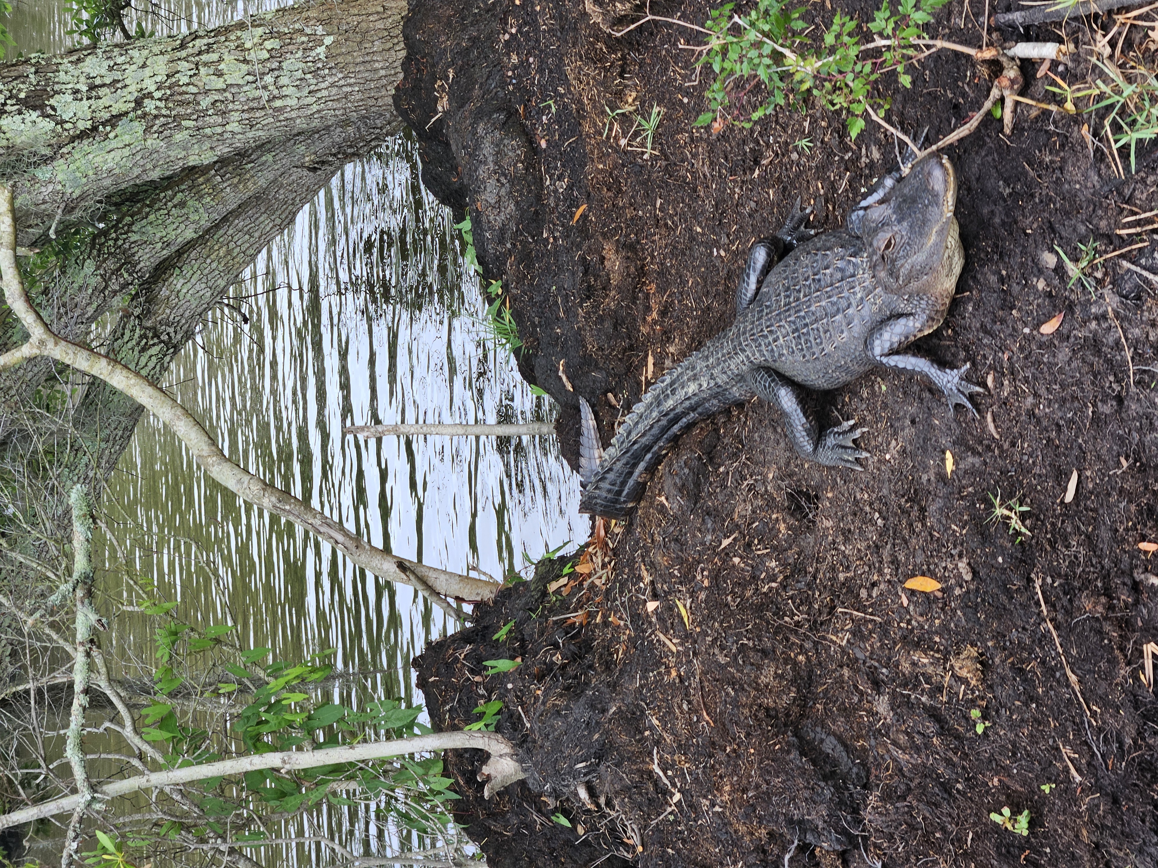A Louisiana swamp scene from an airboat outing near Jefferson Parish.