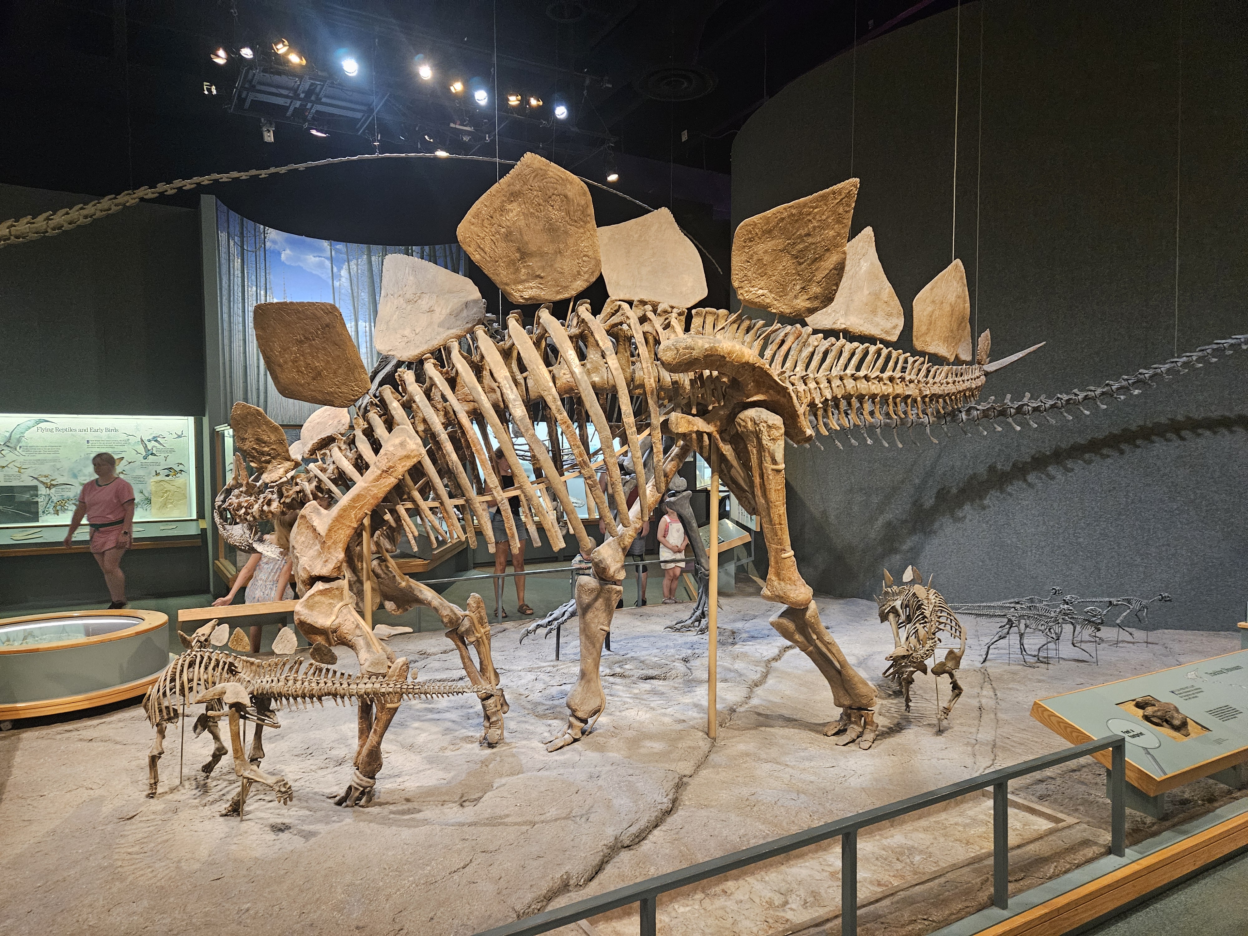 A stegosaurus skeleton display inside the Denver Museum of Nature and Science dinosaur exhibit.