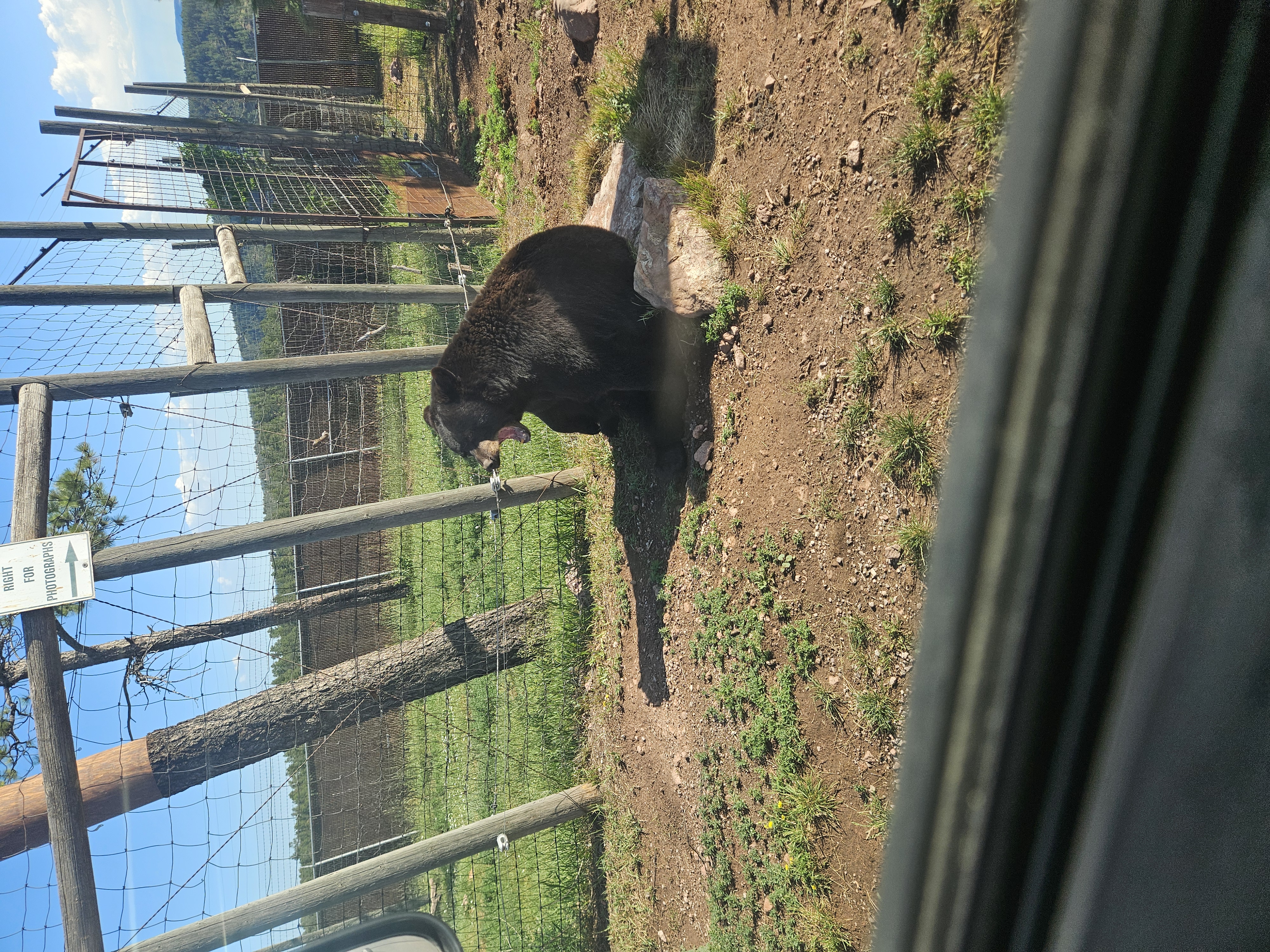 A bear seen up close during a drive-through wildlife safari near Rapid City, South Dakota.